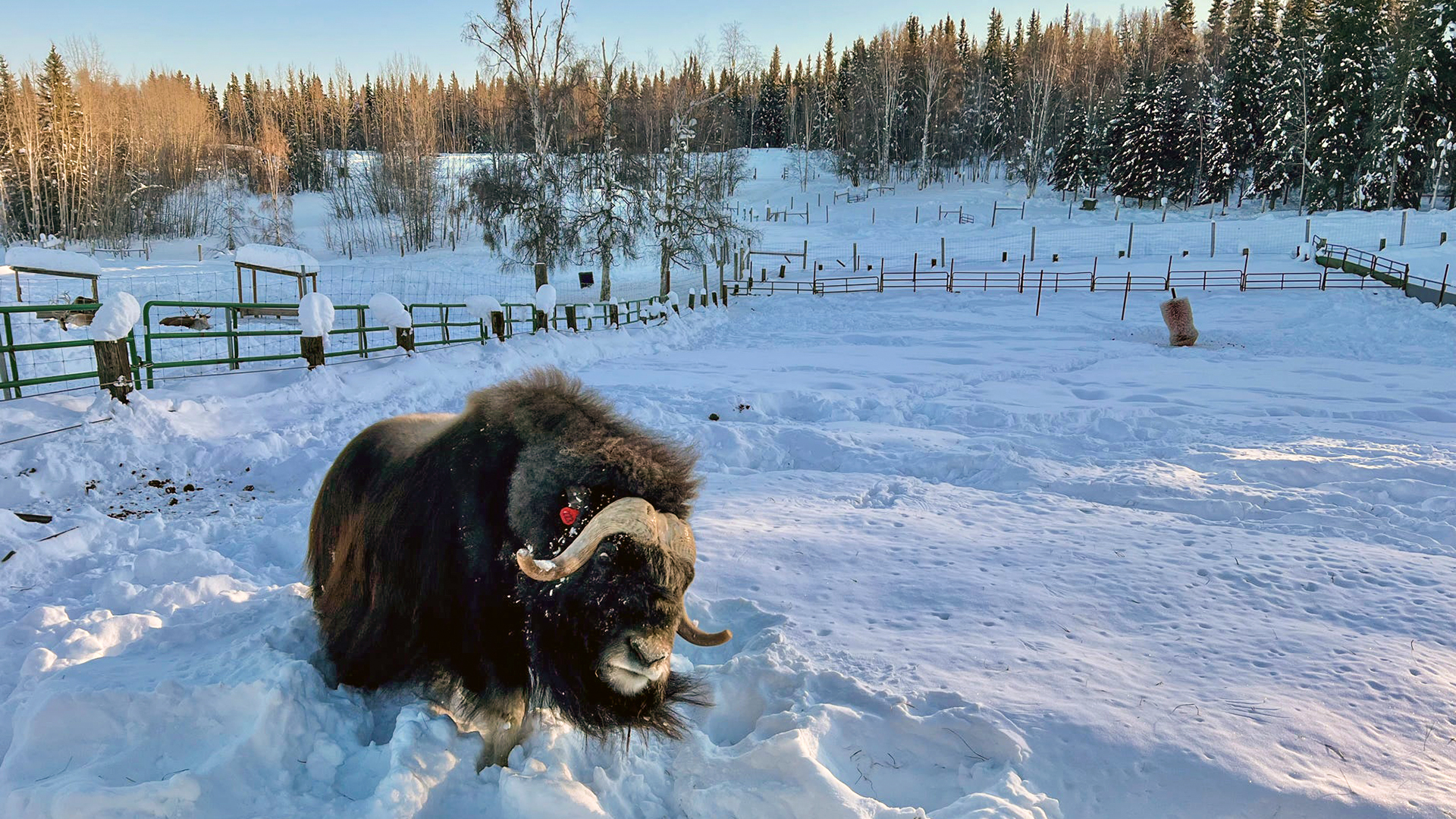 A photograph showing the Amazing Alaska Experience: Fairbanks