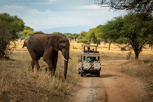Thrilling Game Drives