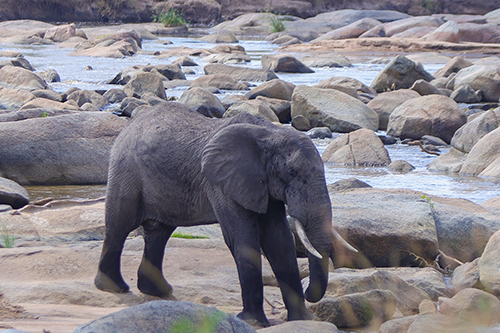Serengeti Immersion