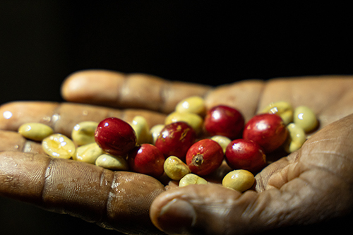 Kilimanjaro Coffee Culture