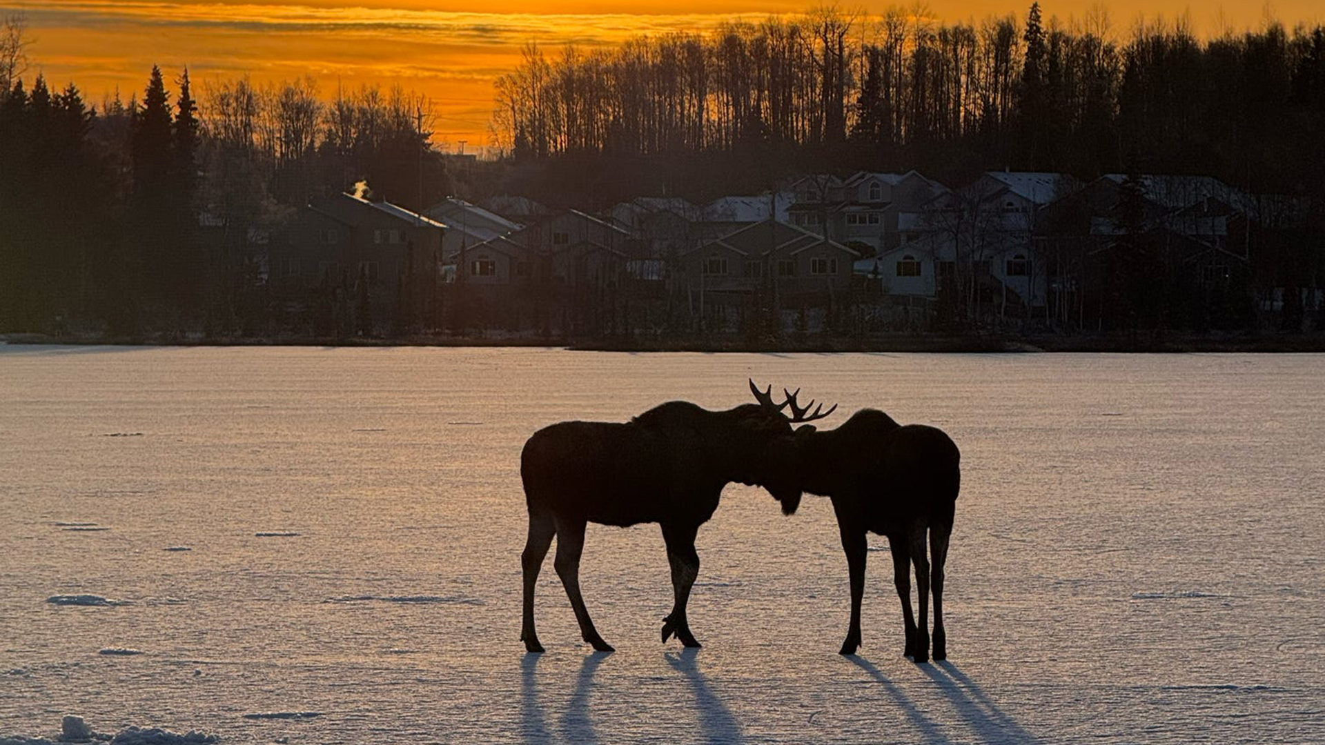 A photograph showing the Amazing Alaska Experience