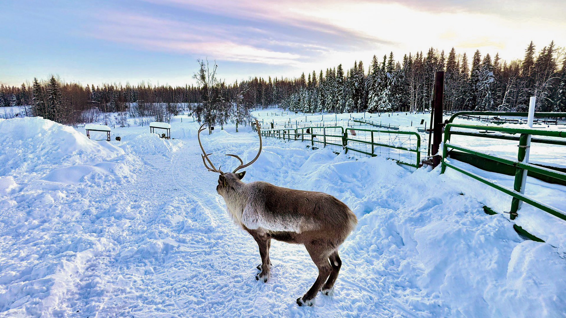 A photograph showing the Amazing Alaska Experience: Fairbanks